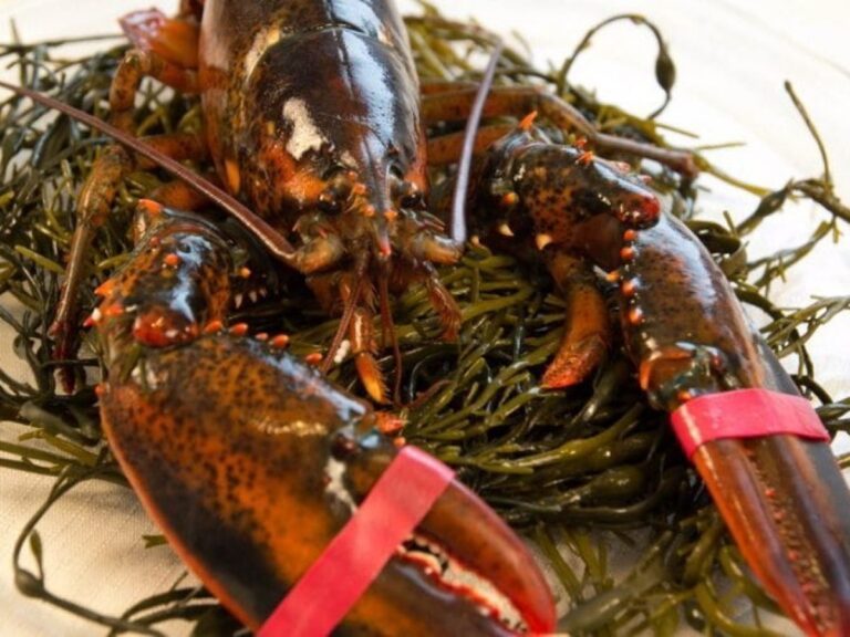 Featured image for lobster delivery from maine - Live Maine Lobster for Sale with ...