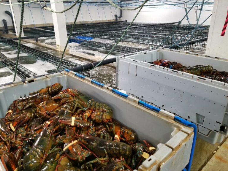 Featured image for lobster dinner delivery from maine - What it Takes to Get Maine Lobster On ...