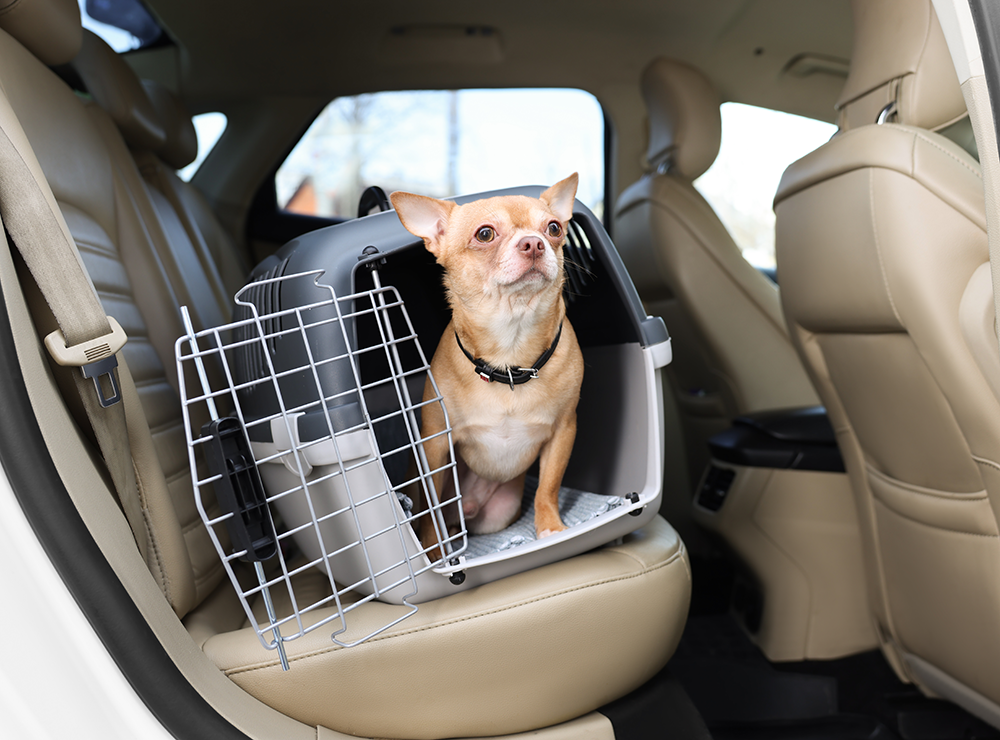 Featured image for shipping dogs from pa to california - Dog Shipping Services: Find Caring ...