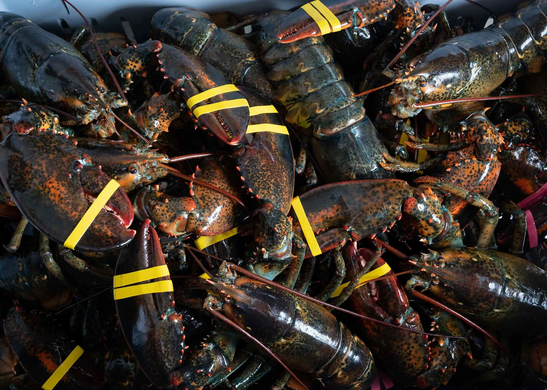 Featured image for shipping lobster from maine - Unionizing the Gig Economy: Lobstermen ...