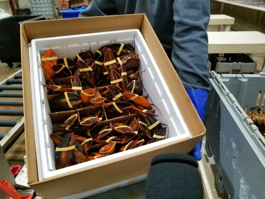 Featured image for shipping lobster from maine - What it Takes to Get Maine Lobster On ...